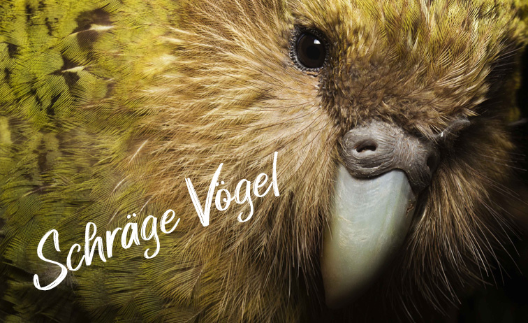 Gesicht des Kakapo