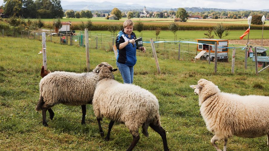 Eine Ehrenamtliche füttert Schafe am Gmünder Hof