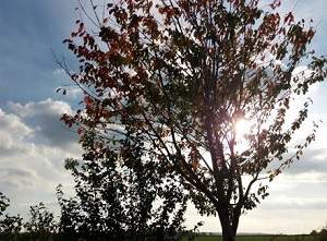 Herbstlicher Laubbaum vor leicht bewölktem Himmel.