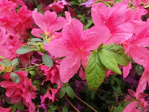 Große pinke Blüten einer Clematis.