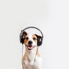 Hund trägt Kopfhörer.