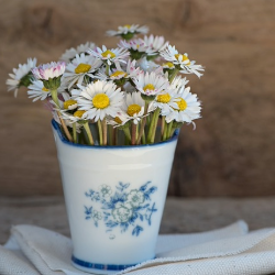 Gänseblümchen in Vase